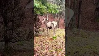 meeting with a deer in the Carpathians #adventure #леснаяжизнь #жизньвлесу