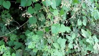 Pergularia daemia / Trellis vine .