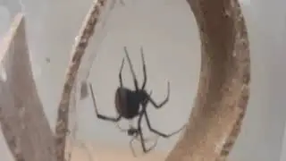 Latrodectus hasselti mating