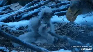 Decorah Eagles- A Wet And Snowy Easter