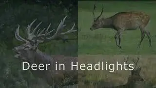 Video Editing Project - Deer Documentary