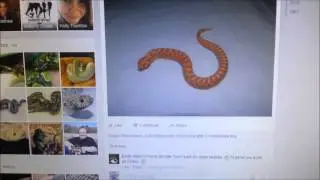 Reptile Nexus Charity Raffle (Take 2)
