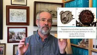 V18 Eukaryotic Fossils