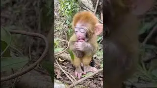 It doesn't eat grapes.#monkey #animals #cute #animals #thedodo #dodo #saveanimal #shorts