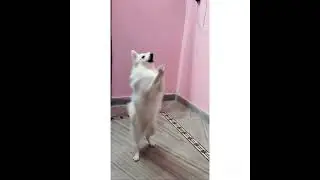 indian spitz dog namaste training|jimmubaby|#shorts#youtube #youtubeshorts#ytshorts
