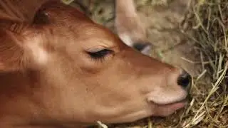 pictures videos ambient cows realistic sound effect of cow mooing video sounds effects animal