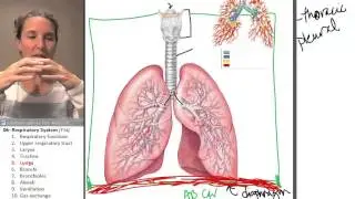 Respiratory system 5- Lungs
