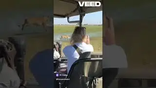 зачем уходишь ты #funny #humor #joke #animals #story #music #mem #tiktok  #shorts