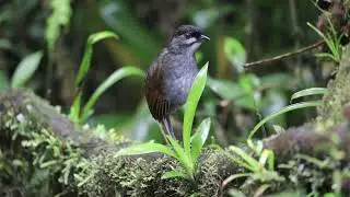 Jocotoco Antpitta Grallaria ridgelyi