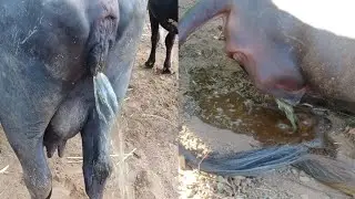 Buffalo And Cow Urine Video | Cow Pee Video | Safar Gav Ka