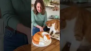 Real Cat ATTACKS Woman for Cutting a Cat-Shaped Cake! 😳🐱🍰 (Too Real!)hyte