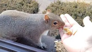 Trying to feed a wild squirrel from the palm of my hand for the first time