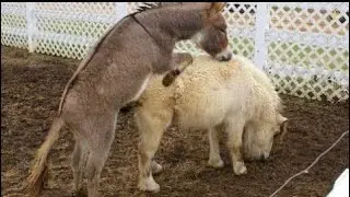 &ldquo;Donkey & Sheep Breeding Power | Amazing Facts&rdquo;