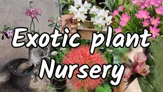 Exotic plant nursery l Gardening tips l My plant collection