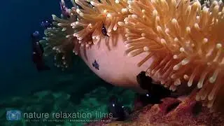 Relaxing NatureSounds for Sleeping - NaturalCalm ForestWaterfall Stunning 4KUnderwater footage+Music