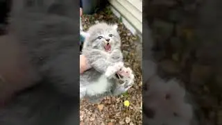 cute cats🥺#cat #vibing #catvibingmeme #meme #viral#fypシ #pfypシ#fyp
