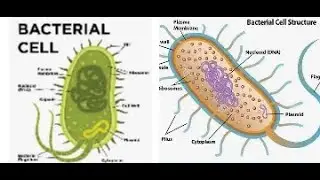 Facts about germs (Bacteria)