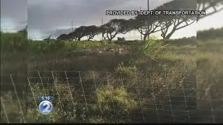 Transportation department uses goats to manage invasive weeds in pilot program