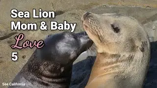 Sea Lion Mom and Baby Love 5 - Love You Mom❤️ Love You Baby❤️