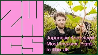 The Most Invasive Plant In The UK | Zero Waste Adventures