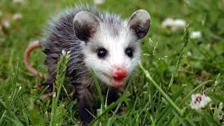 Mycrittercam is live! Opossum's and Raccoons!