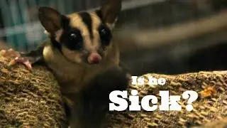 My Sugar Glider SICK? My daily pet care | Wildly Indian