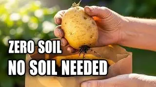 I Grew 10lbs of Potatoes in TRASH (For $0 Cost!)