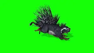 Free Green Screen Video, Visual Effects, Animal, Porcupine, Chroma Key - Non Copy Right