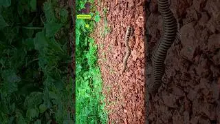 Centipede Going for walk🥱🐛 || #viral #bug #millipede #walking #insects #nature #naturesound #shorts