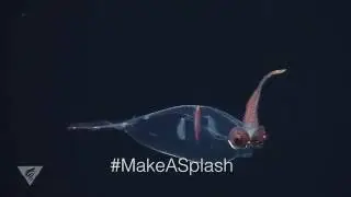 #MakeASplash and Protect the Deep Sea