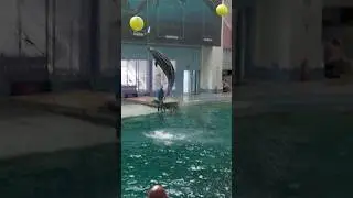 Mega Jump by Afalinul / delfinul Chen Chen | Delfinariu Constanta #braveandcourageous