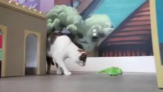 SmartyKat&reg; Cruzin Critter&trade;
