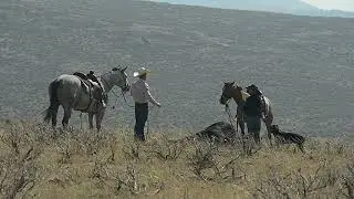 2025 Pitchfork Ranch Horse Sale “TEMPT MY FANCY” - “Cookie” (full sale video)