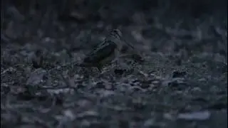 Woodcock Peenting and Aerial Display