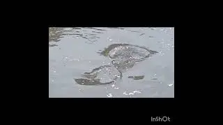 mass mara video