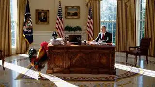 A rooster in a strange house#deepmeaning#outsider#lostintranslation#strangerinaplace#symbolism