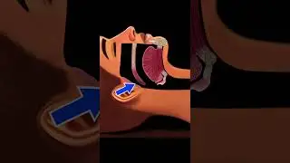 SNORING: EXPLAINED #shorts