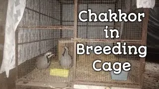 Chakkor Pair in Breeding Cage | Breeding Season Start |