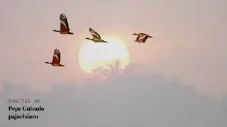 Avutardas en vuelo