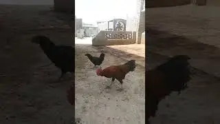 #how to support Guinea fowls eachother