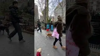 Manhattan con perrito 🐶 dog run #madisonsquaregarden