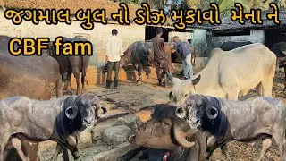 CBF fam જગમાલ બુલ નો ડોઝ મુકાવો મેના ભીહ ને 