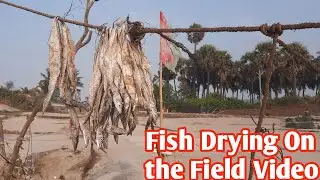Drying Fish Process Video Korlai Village Raigad Maharashtra/savideos
