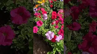 Petunia Flowers🌸#houseplants #gardening #funny #flowers #plants