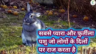 Cute Pet Animal Rabbi | Everybody loves it | प्यारा खरगोश | Rabbit | Animal | Cute Pets | Nature
