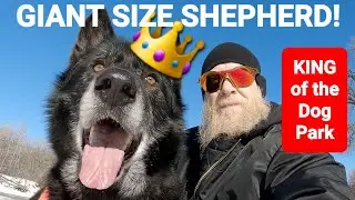 MASSIVE Shepherd at Busy Dog Park - Beautiful GoPro 11 Footage!