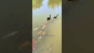 Lady saves black swan,gains lifelong friends #swan #animals #shorts #friendship #rescue