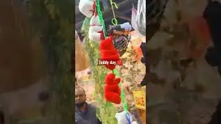 teddy day celebration#teddyday