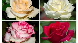 Most beautiful 4 different colours Rose varieties #redrose #pinkrose #whiterose #yellowrose #flowers