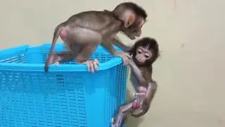 Удивительно! 😱 Оказывается, Геге очень смелый, раз решился на восхождение.